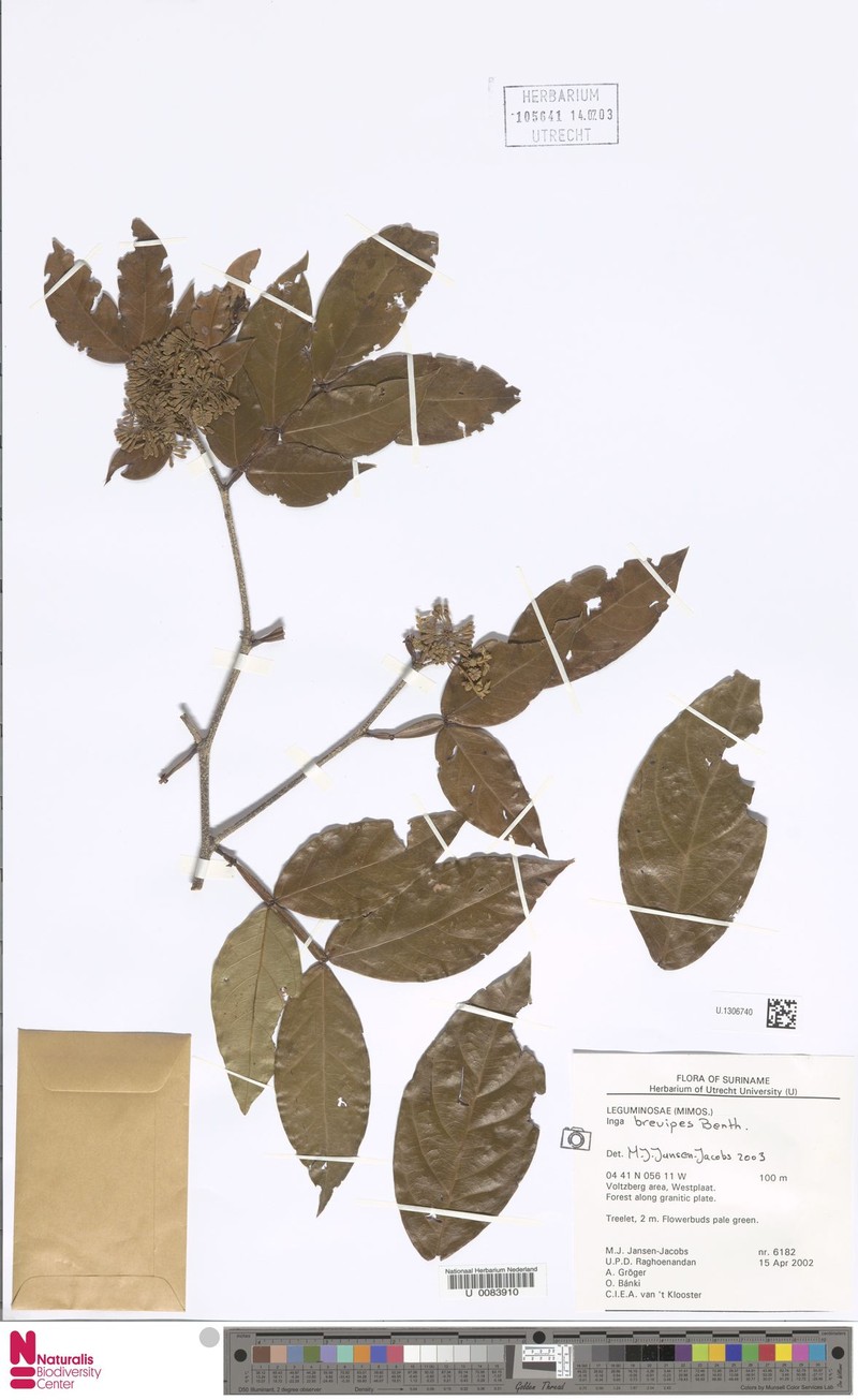 Inga brevipes