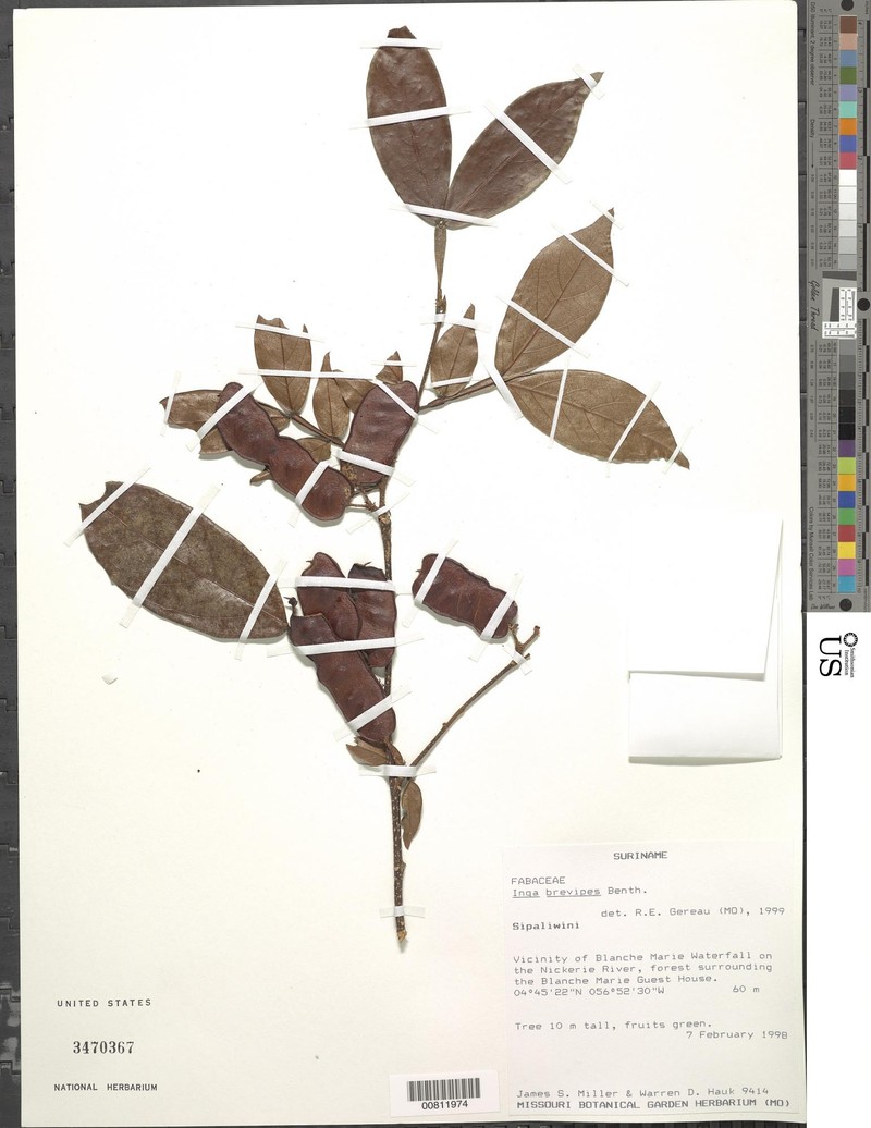 Inga brevipes photo 2