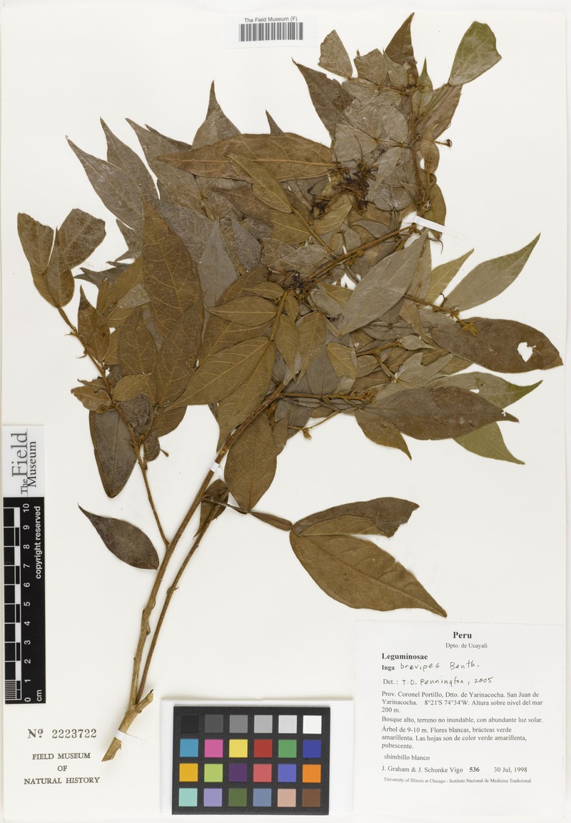 Inga brevipes photo 3