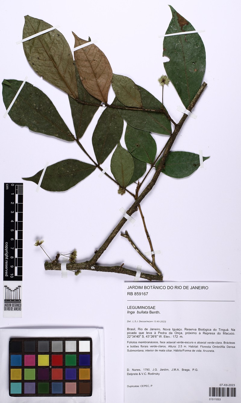 Inga bullata photo 2