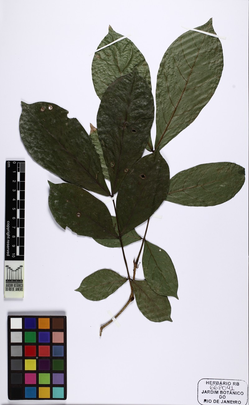 Inga bullata photo 3