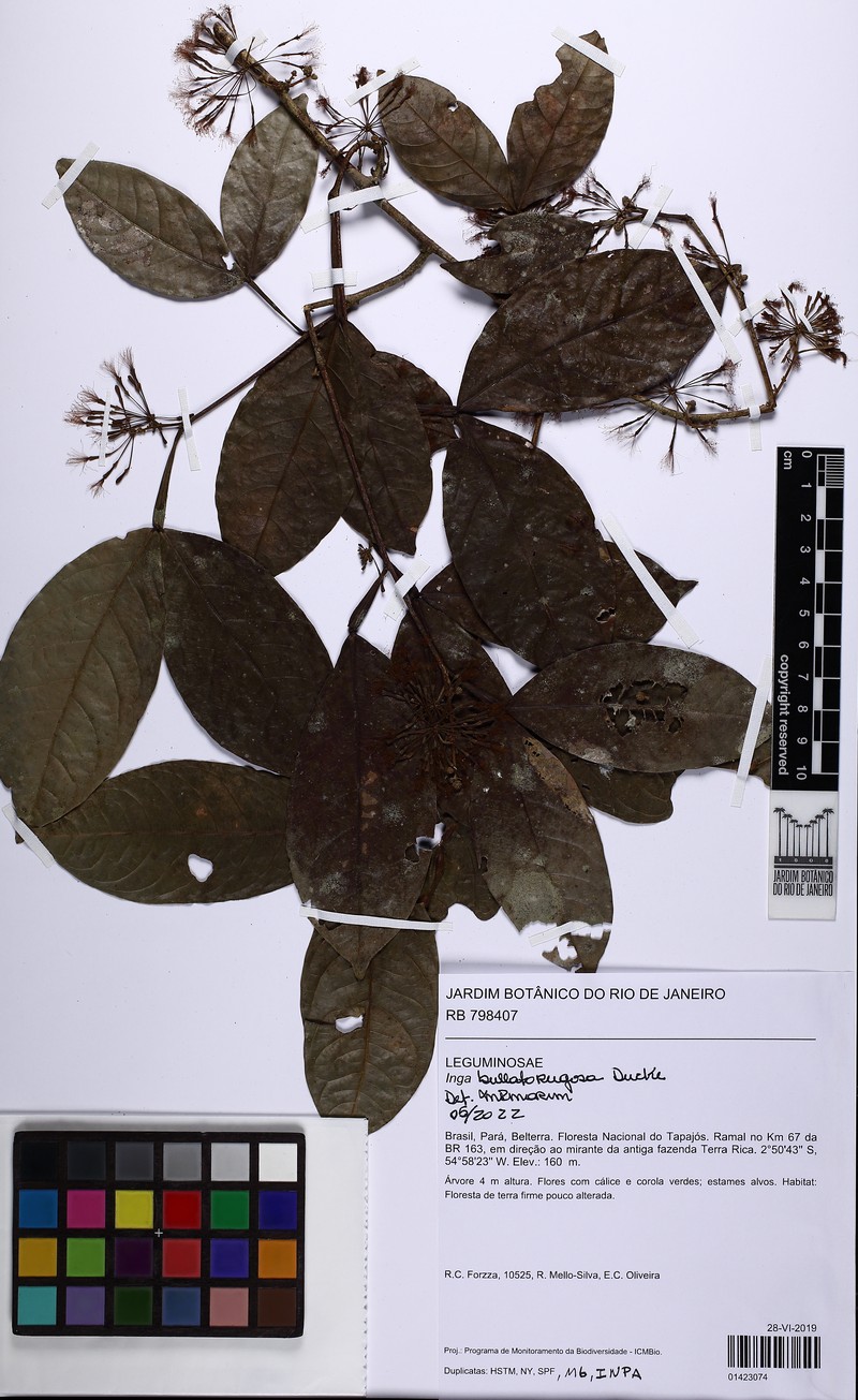 Inga bullatorugosa