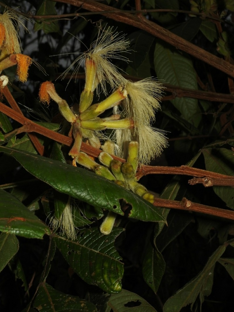 Inga calantha