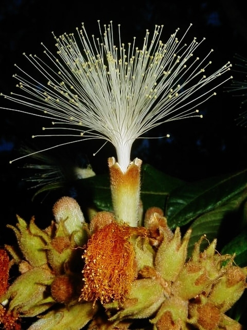 Inga calantha photo 3