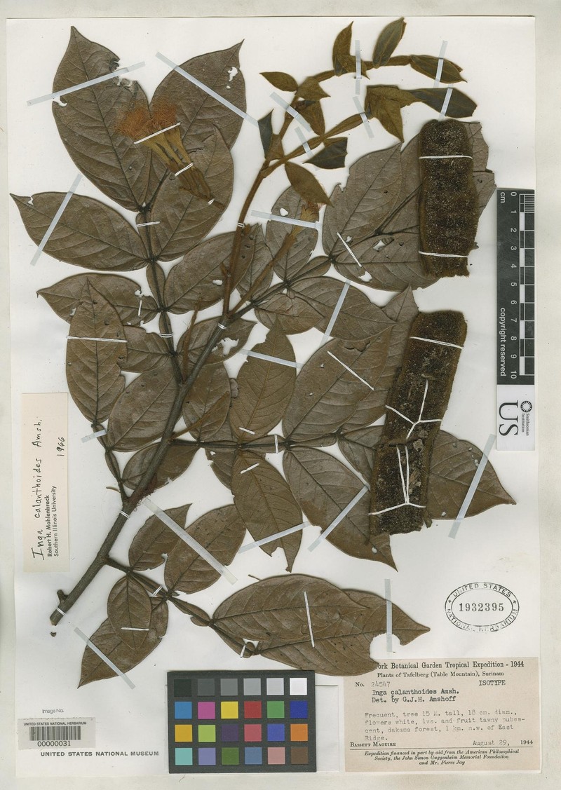 Inga calanthoides