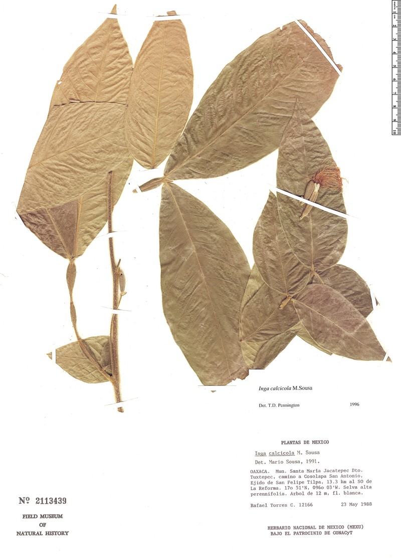 Inga calcicola photo 2