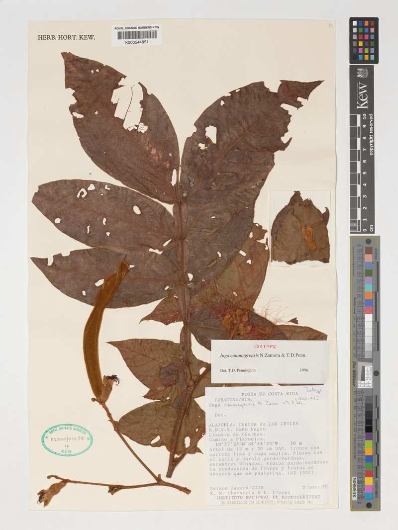 Inga canonegrensis