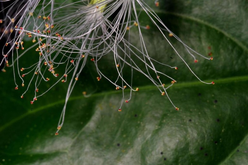Inga capitata