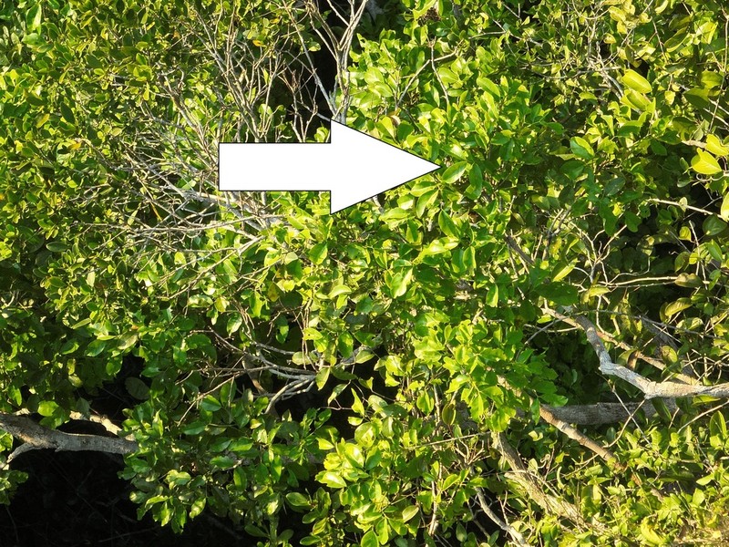 Inga capitata photo 2