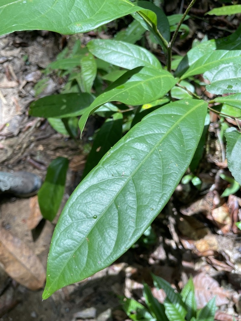 Inga capitata photo 3