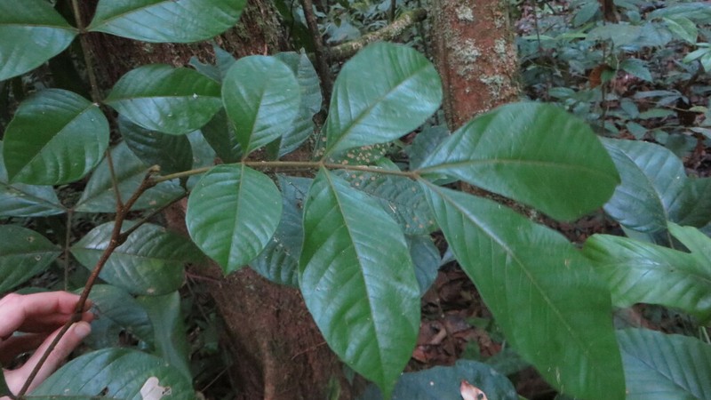 Inga capitata photo 5