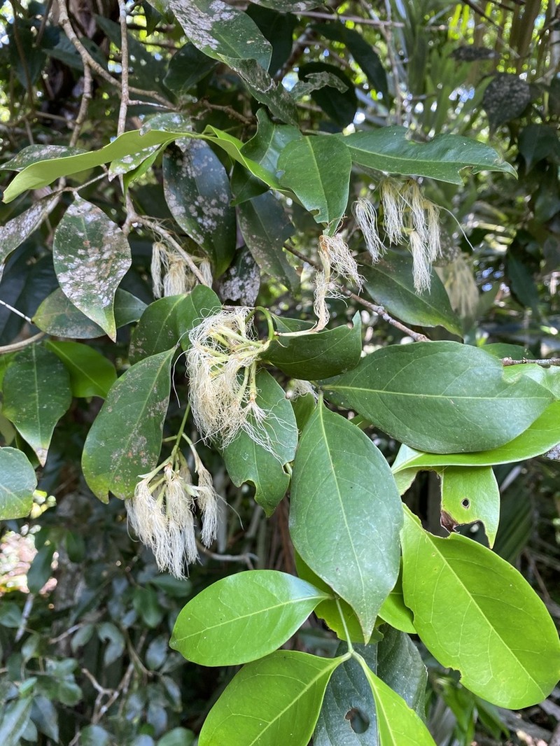 Inga capitata photo 6