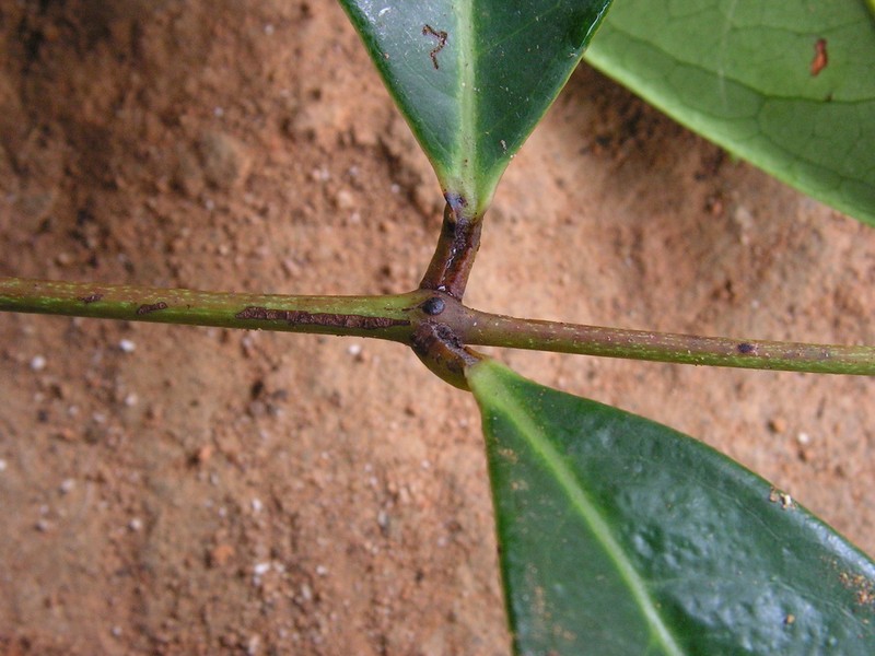 Inga capitata photo 7