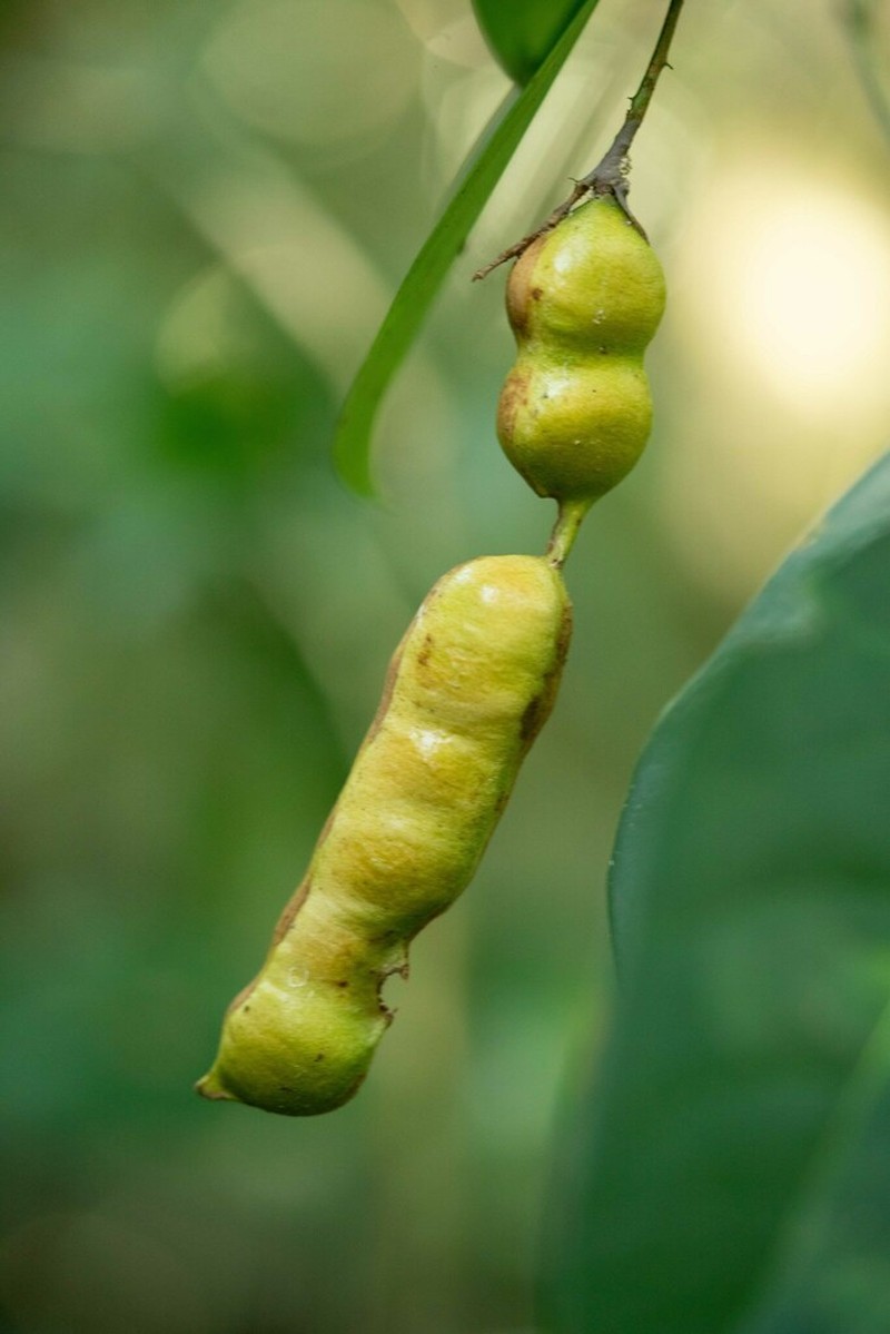 Inga capitata photo 8