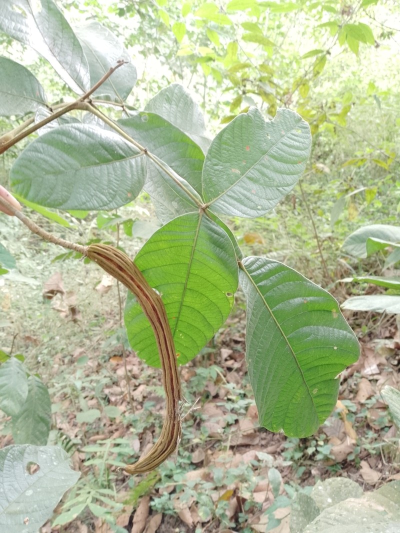 Inga carinata