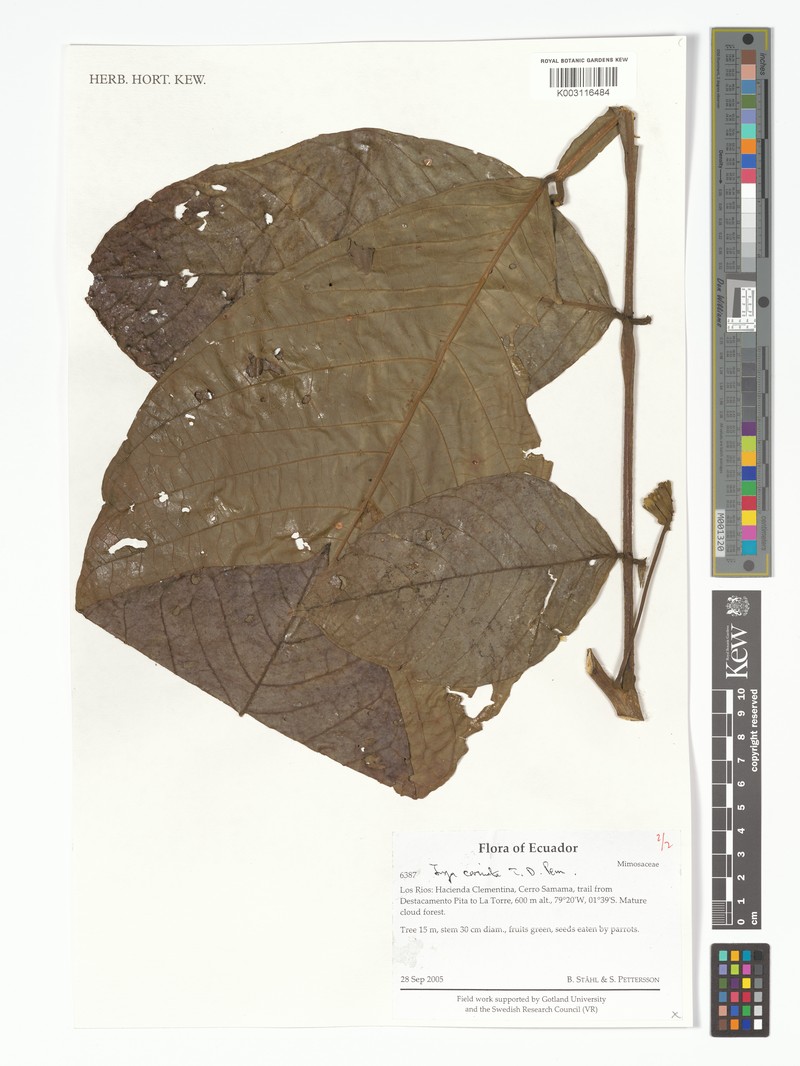 Inga carinata photo 2