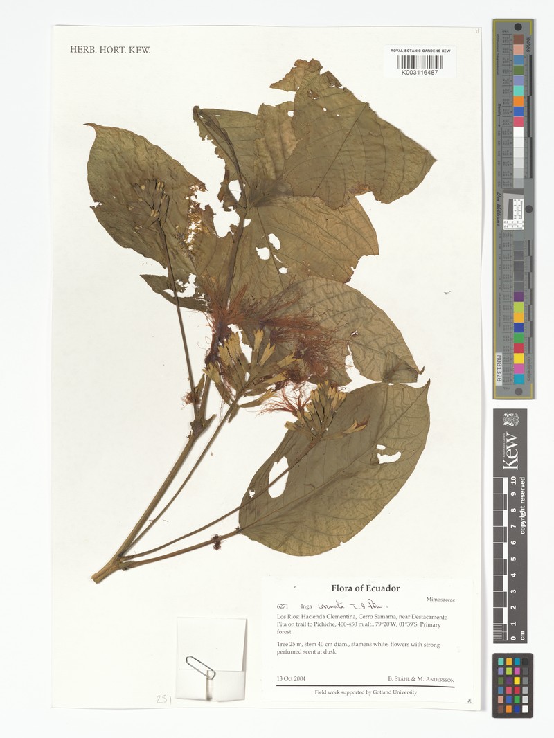Inga carinata photo 4