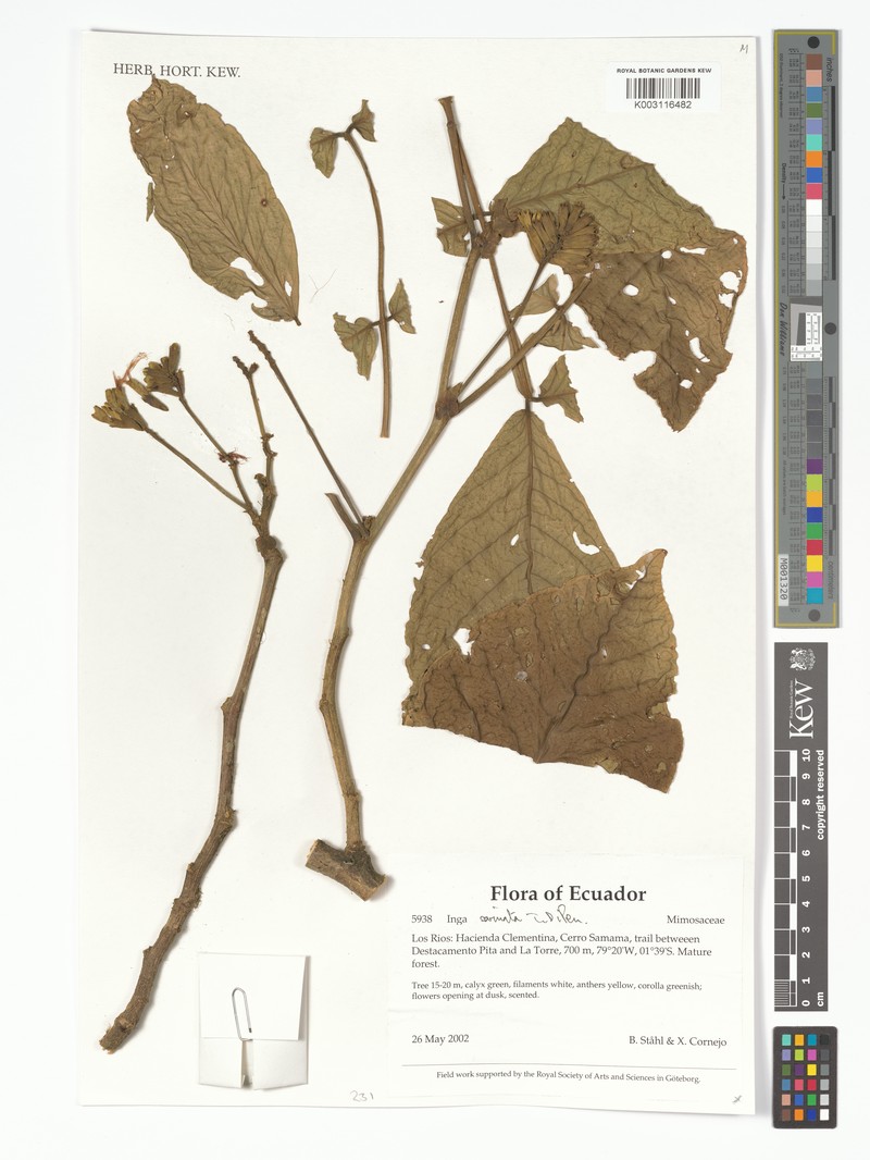 Inga carinata photo 5