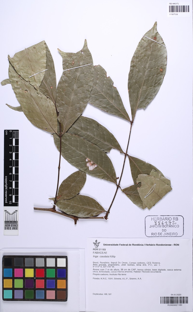 Inga caudata