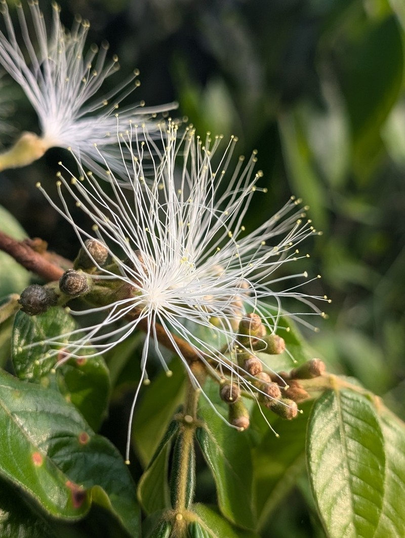 Inga cayennensis