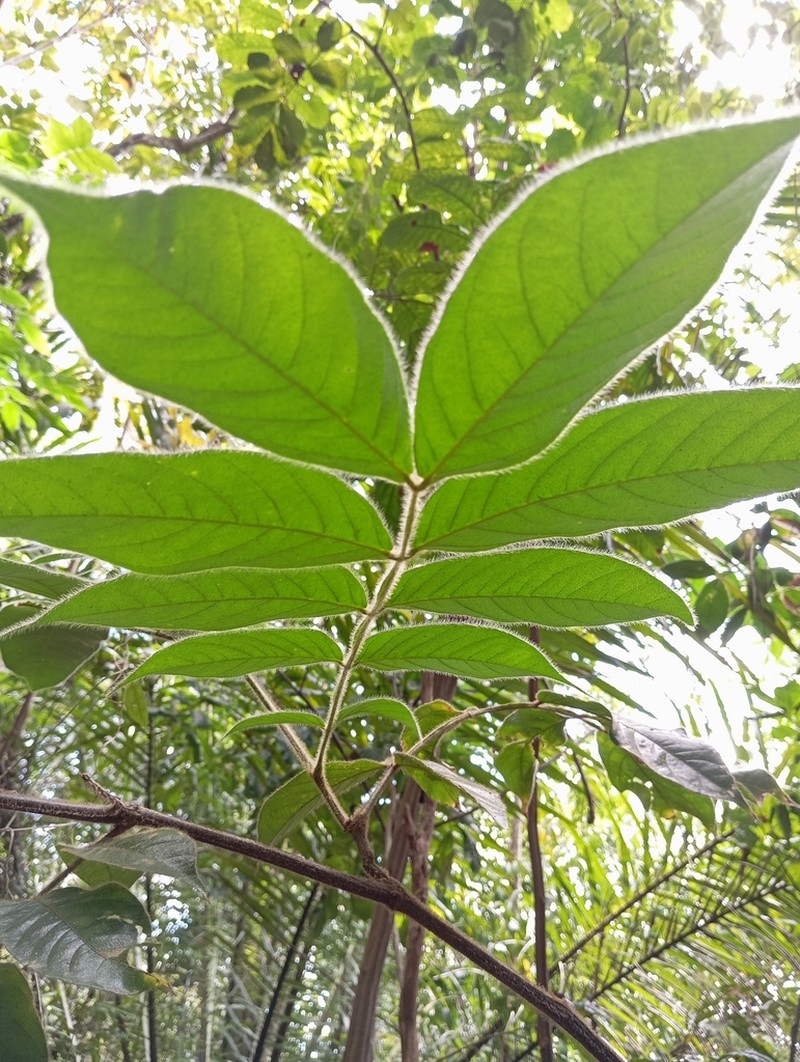 Inga cayennensis photo 2