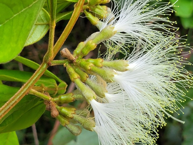 Inga cayennensis photo 3