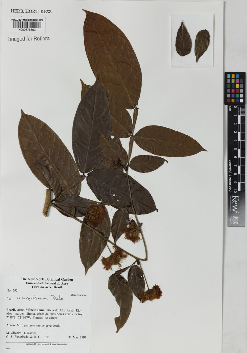 Inga cecropietorum