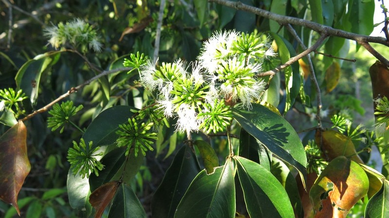 Inga chartacea photo 2