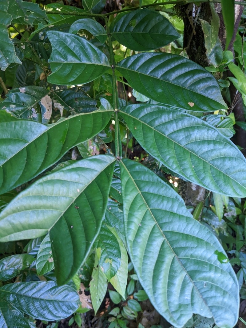 Inga chartacea photo 3