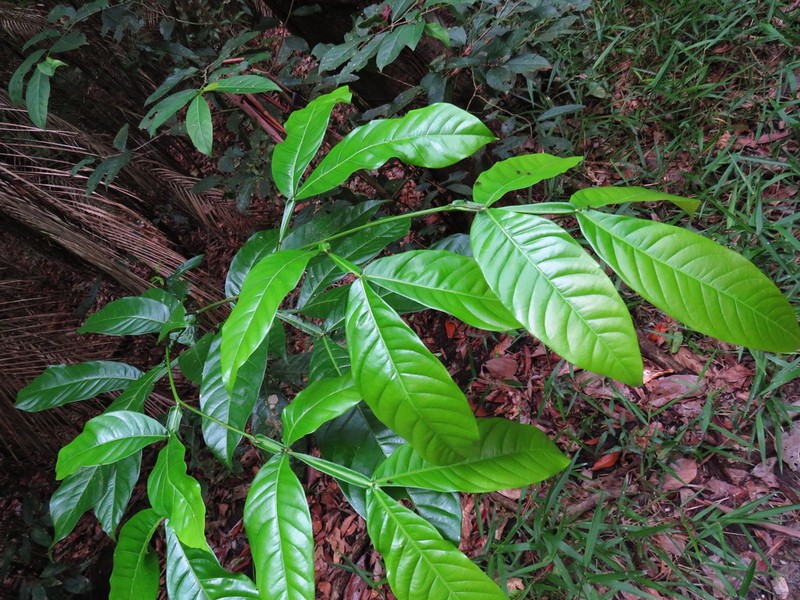 Inga chartacea photo 4
