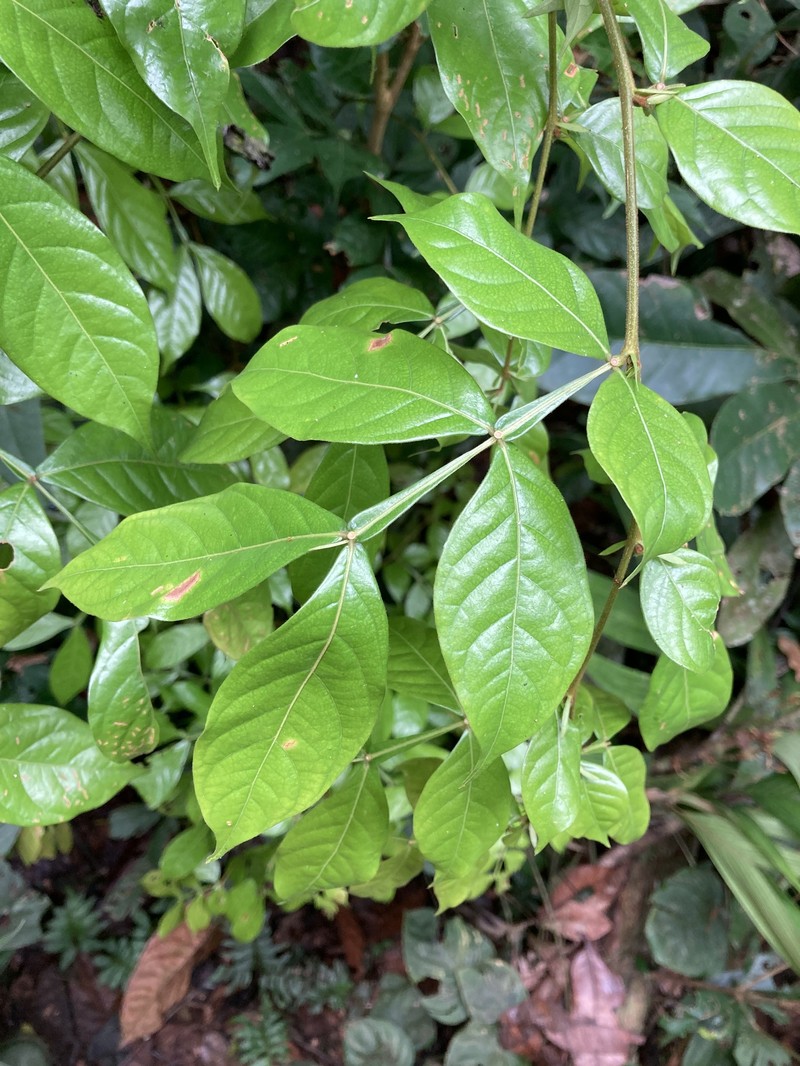 Inga chartacea photo 6