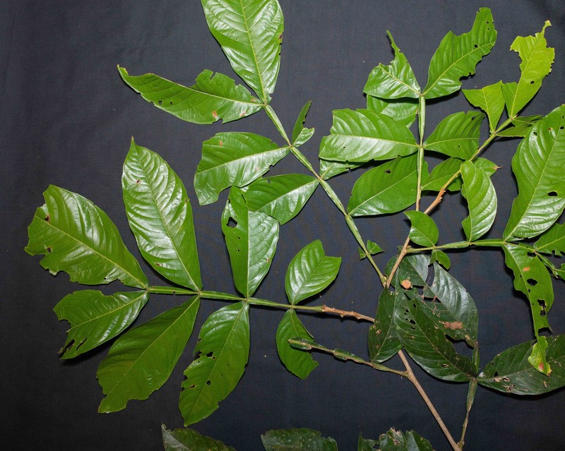 Inga chartacea photo 7
