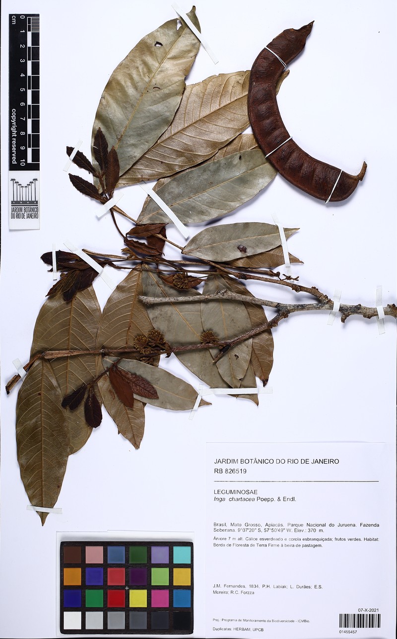 Inga chartacea photo 8
