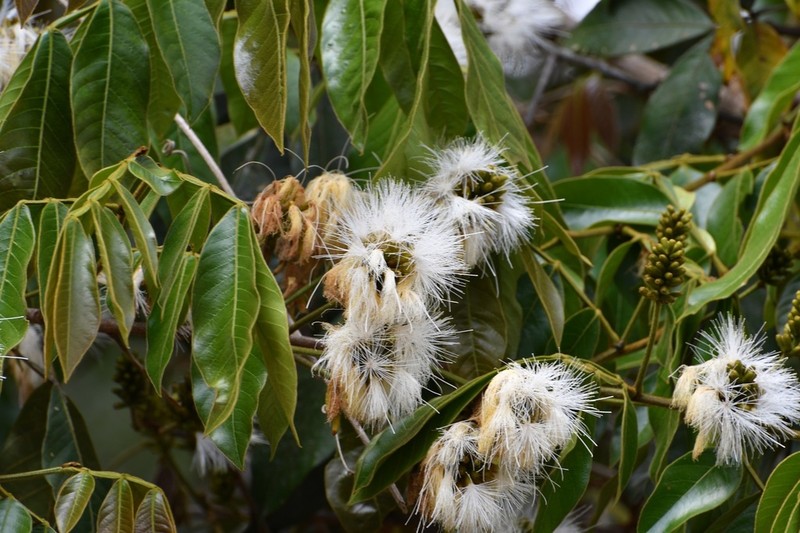 Inga chiapensis photo 2