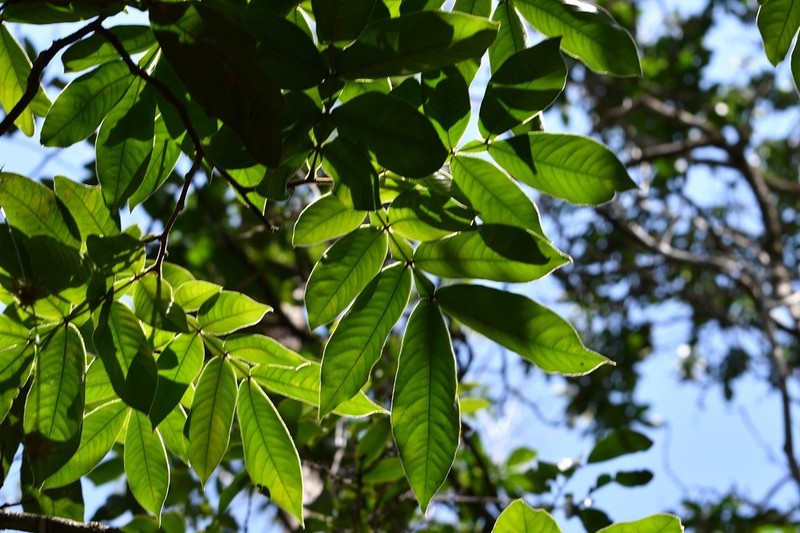 Inga chiapensis photo 3