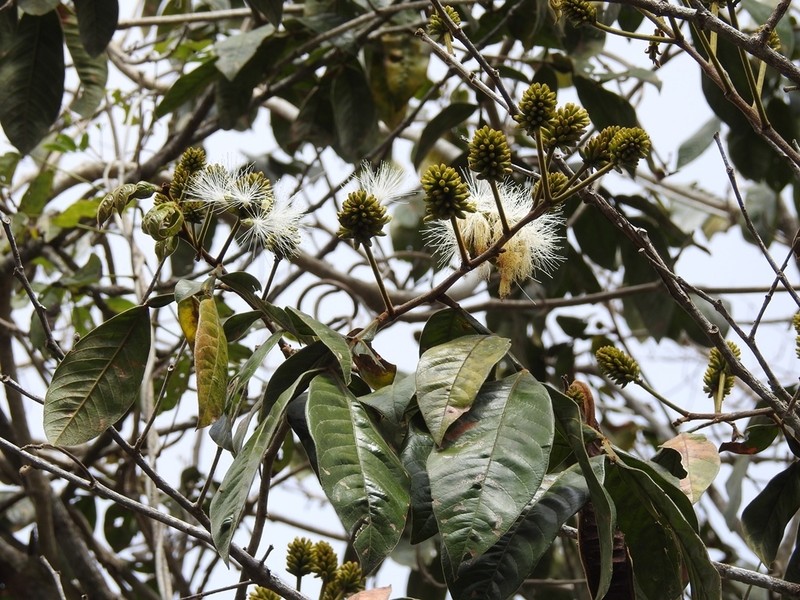 Inga chiapensis photo 4