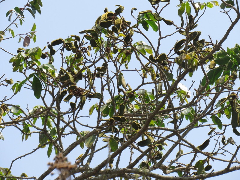 Inga chiapensis photo 5