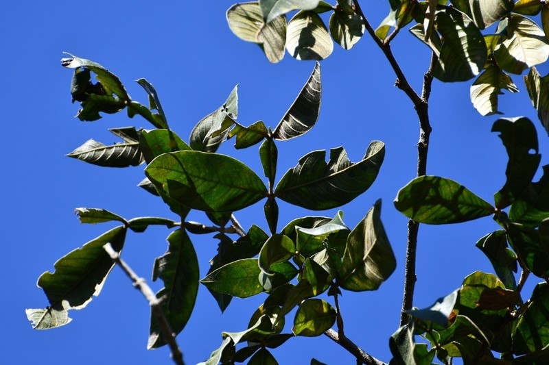 Inga chiapensis photo 6