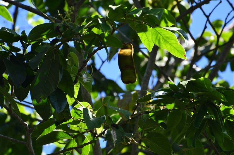 Inga chiapensis photo 7
