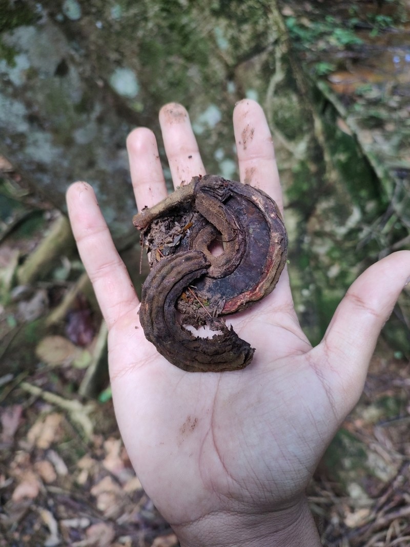 Inga chocoensis