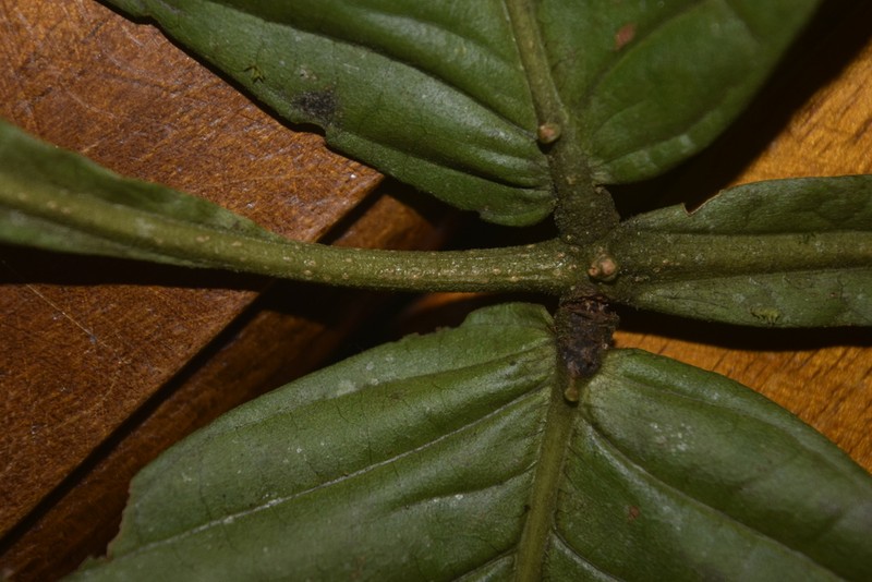 Inga chocoensis photo 2