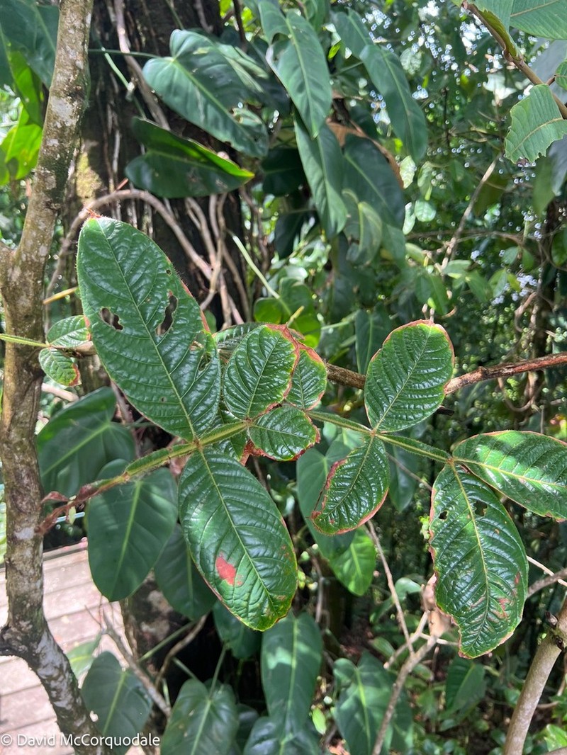 Inga chocoensis photo 3