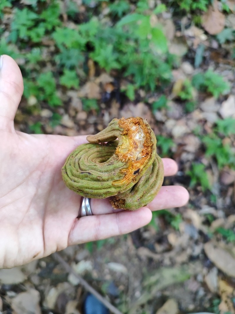 Inga chocoensis photo 4