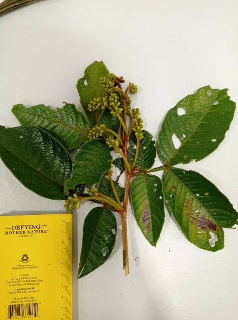 Inga chocoensis photo 5