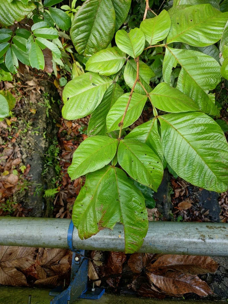 Inga chocoensis photo 8
