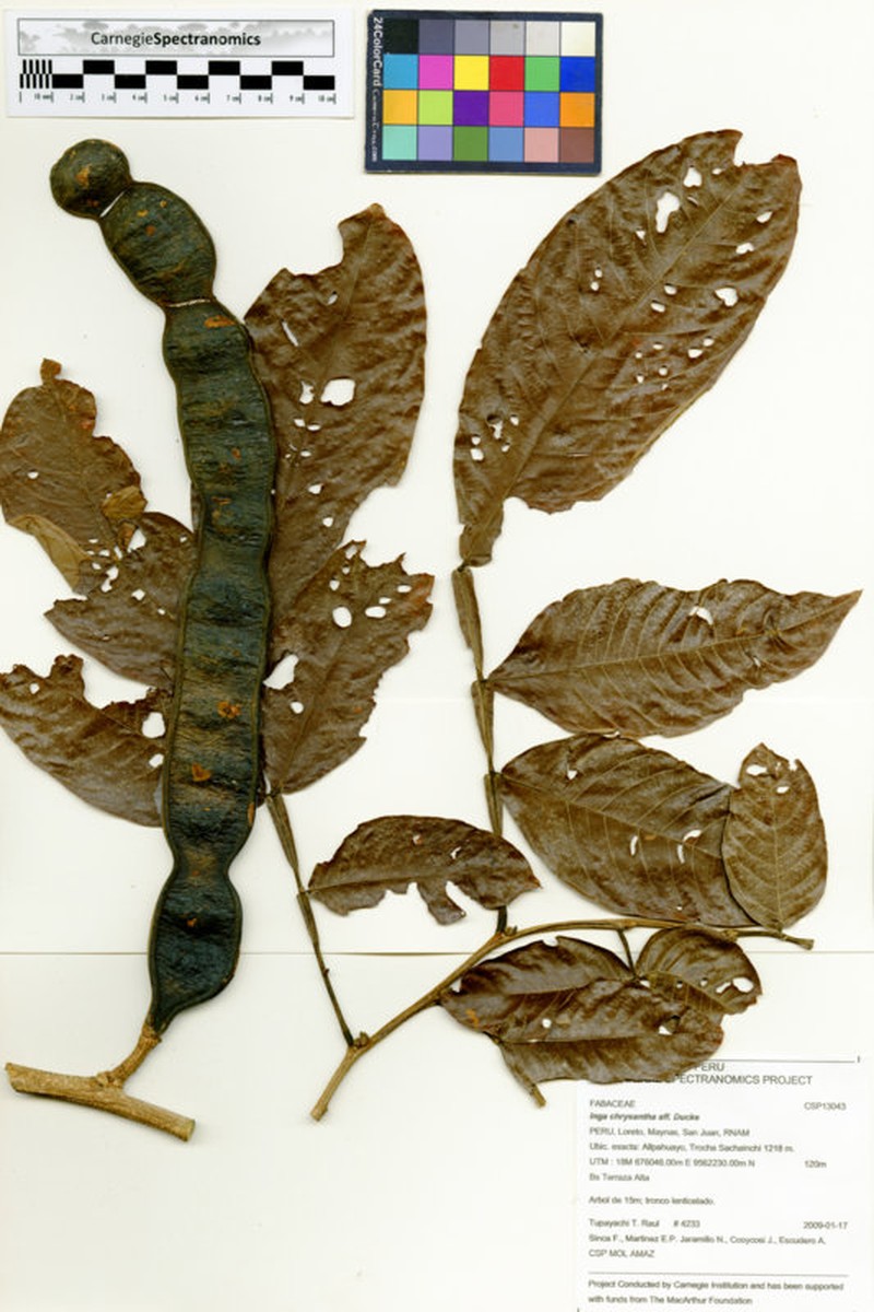 Inga chrysantha