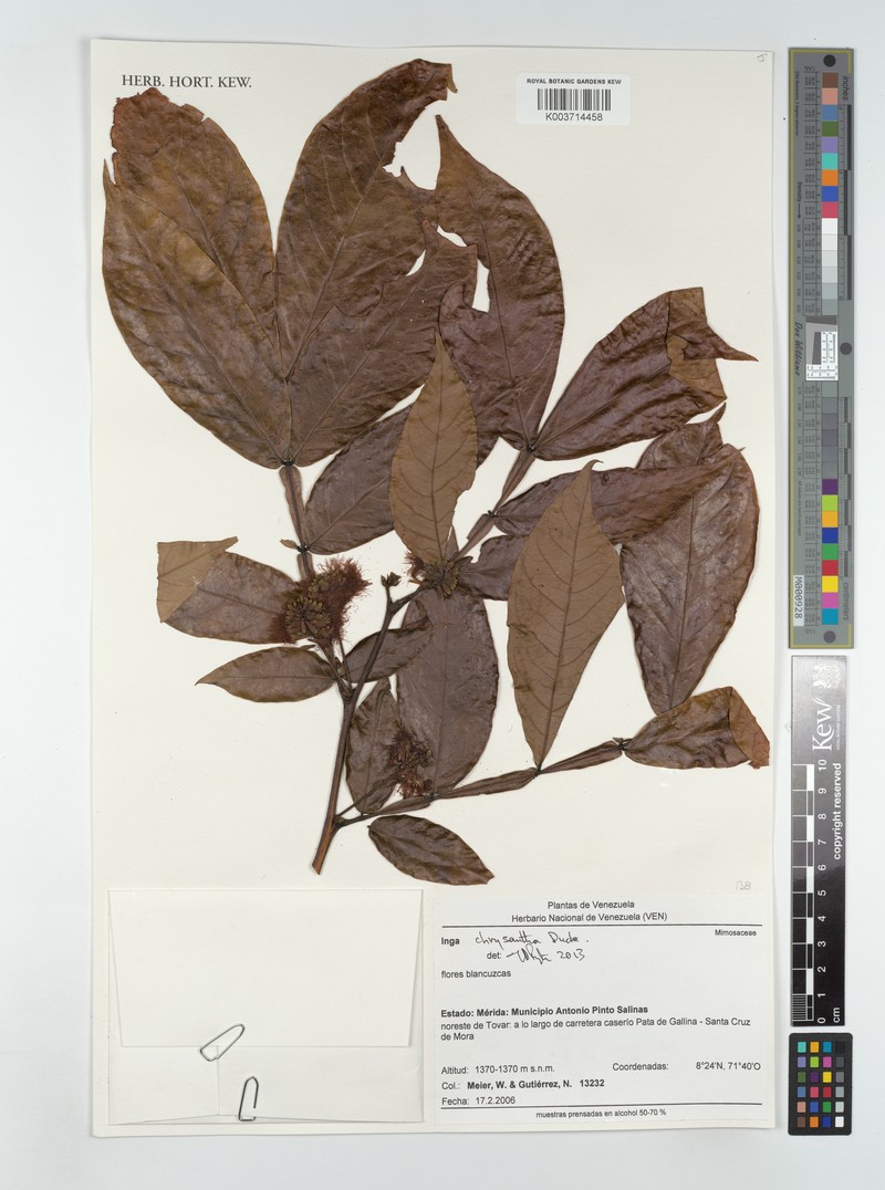 Inga chrysantha photo 3