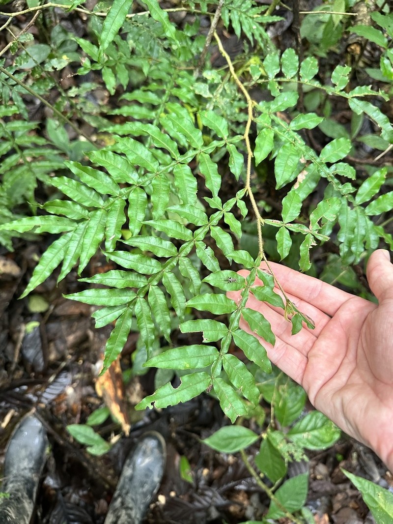 Inga ciliata