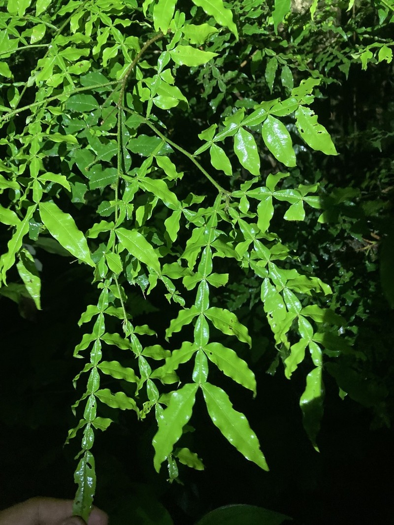 Inga ciliata photo 2