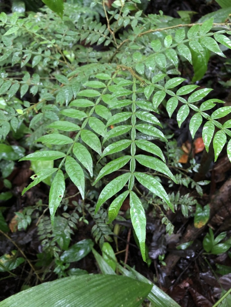 Inga ciliata photo 3